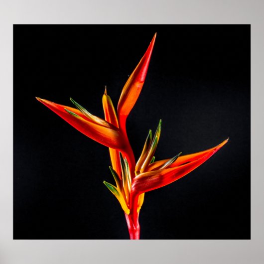 Strelitzia、パラダイスフラワーの鳥 ポスター (正面)