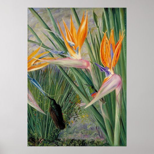 Strelitzia by Marianne North – エキゾチックな風景 ポスター (正面)