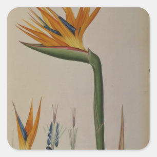 Strelitzia Reginae、「Les Strelitziaces」より スクエアシール