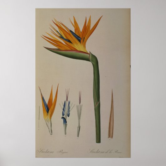Strelitzia Reginae、「Les Strelitziaces」より ポスター (正面)