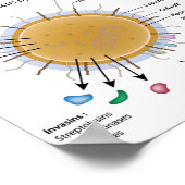Strep pyogenesラベル図。 ポスター (角)