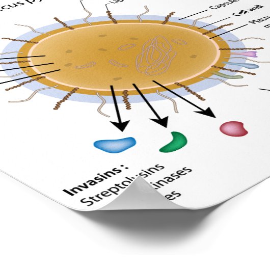 Strep pyogenesラベル図。 ポスター (角)