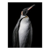  Striking High Contrast Emperor Penguin Fine Art  ポスター (正面)