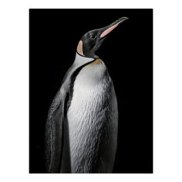  Striking High Contrast Emperor Penguin Fine Art  ポスター