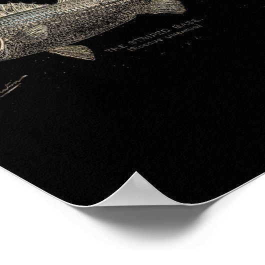 Striped B Fishing  ポスター (角)