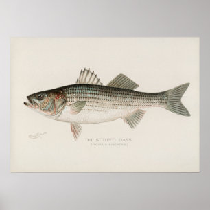 Striped bass fish vintage art ポスター