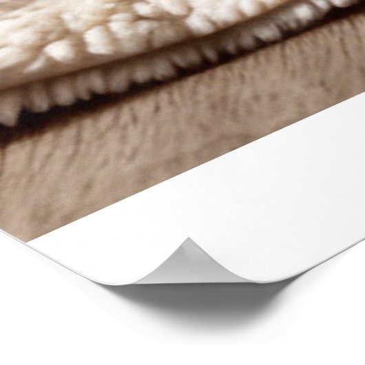 Striped Tabby Cat Photography Art Print ポスター (角)