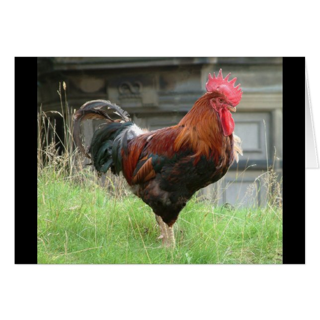 Struting私の物 (正面横)