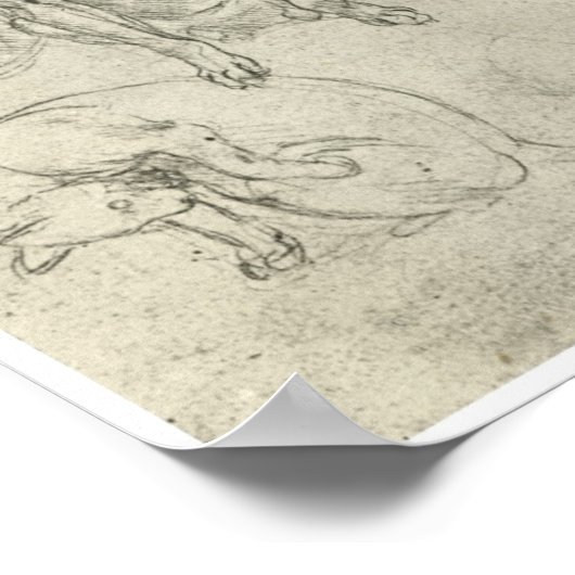 Studies of a Dog and Cat, Leonardo Da Vinci ポスター (角)