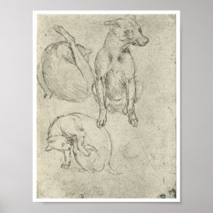 Studies of a Dog and Cat, Leonardo Da Vinci ポスター