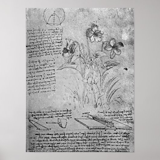 Studies of Violas ポスター (正面)