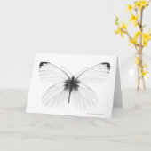 Studio shot of sharp-veined white butterfly カード (黄色い花)