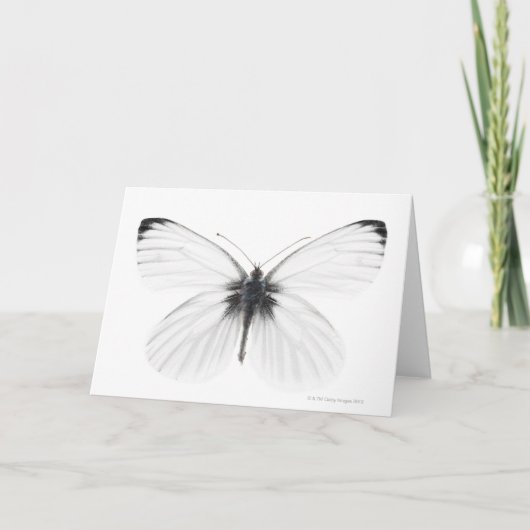 Studio shot of sharp-veined white butterfly カード (正面)