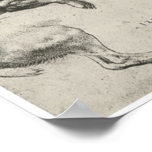 Study of a Dog, Leonardo Da Vinci ポスター (角)