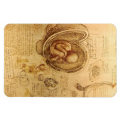 Study of baby fetus by Leonardo da Vinci マグネット (横)