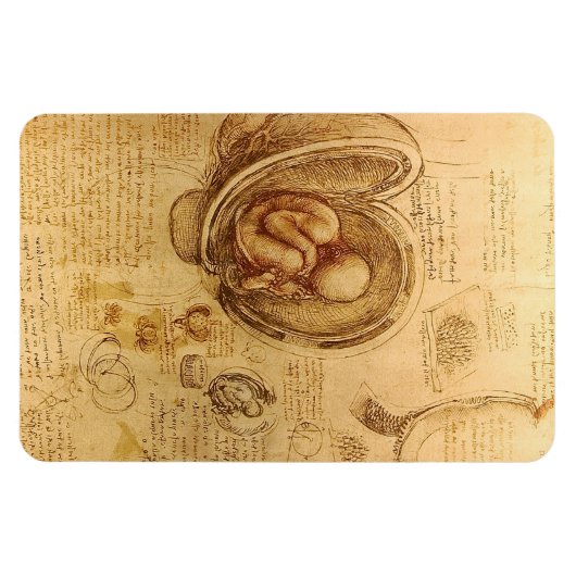 Study of baby fetus by Leonardo da Vinci マグネット (横)