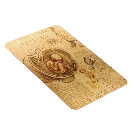 Study of baby fetus by Leonardo da Vinci マグネット (右側)