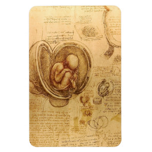 Study of baby fetus by Leonardo da Vinci マグネット