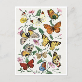 Study of diurnal butterflies by Paul Gervais ポストカード
