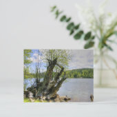 Stumped - Marshall Lake ポストカード (スタンド正面)