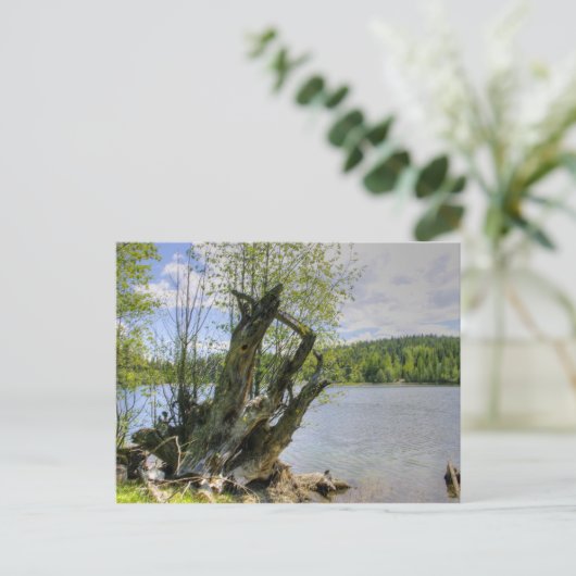 Stumped - Marshall Lake ポストカード (スタンド正面)