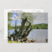 Stumped - Marshall Lake ポストカード (正面/裏面)