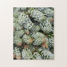 Stunning Closeup Dwarf Korean Fir ジグソーパズル