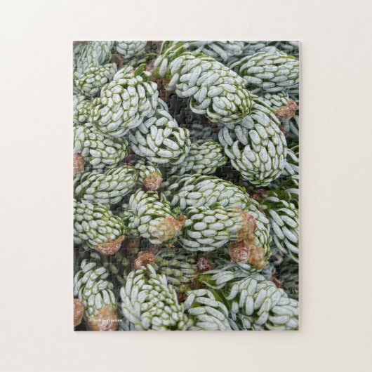 Stunning Closeup Dwarf Korean Fir ジグソーパズル (縦)