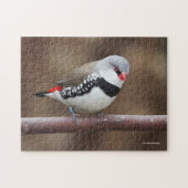 Stunning Diamond Firetail Finch ジグソーパズル (横)