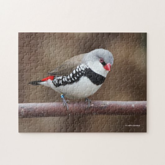 Stunning Diamond Firetail Finch ジグソーパズル (横)