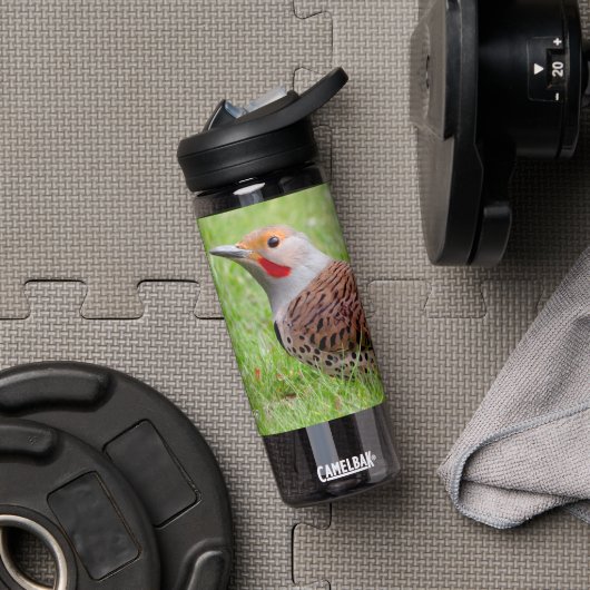 Stunning Northern Flicker Foraging in the Grass ウォーターボトル (ジム (回転後))