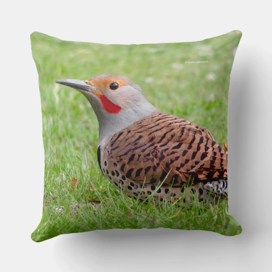 Stunning Northern Flicker Foraging in the Grass クッション (裏面)