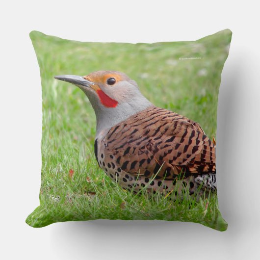 Stunning Northern Flicker Foraging in the Grass クッション (正面)