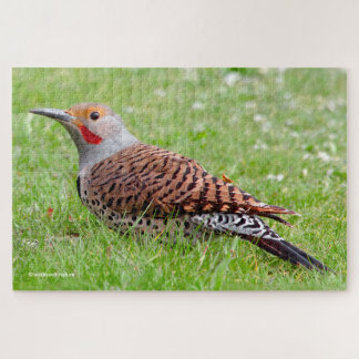 Stunning Northern Flicker Foraging in the Grass ジグソーパズル