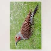 Stunning Northern Flicker Foraging in the Grass ジグソーパズル (縦)