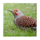 Stunning Northern Flicker Foraging in the Grass タイル (正面)