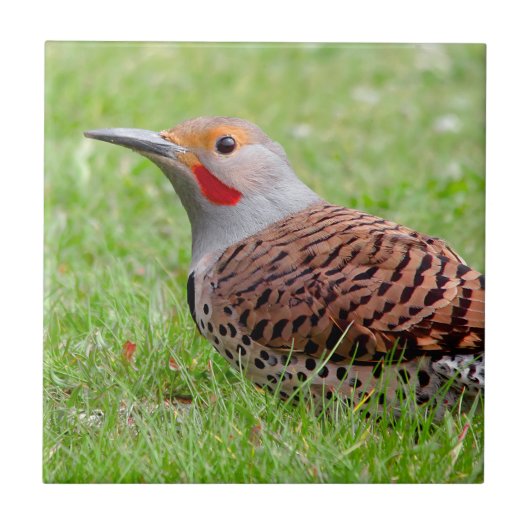 Stunning Northern Flicker Foraging in the Grass タイル (正面)