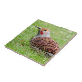 Stunning Northern Flicker Foraging in the Grass タイル (側面)