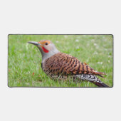 Stunning Northern Flicker Foraging in the Grass デスクマット (正面)