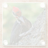 Stunning Portrait of Pileated Woodpecker on Tree ガラスコースター (裏面)