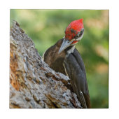 Stunning Portrait of Pileated Woodpecker on Tree タイル (正面)