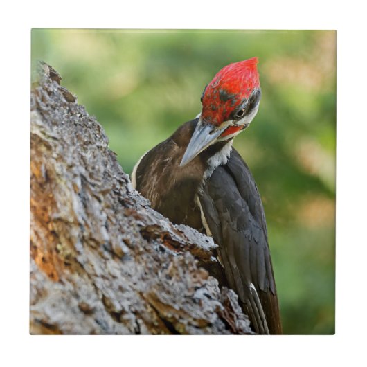Stunning Portrait of Pileated Woodpecker on Tree タイル (正面)