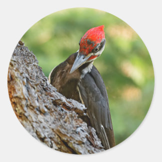 Stunning Portrait of Pileated Woodpecker on Tree ラウンドシール