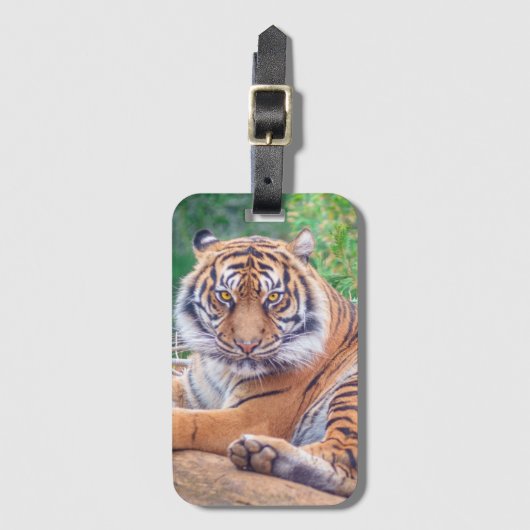 Stunning Reclining Tiger Photograph ラゲッジタグ (正面縦)