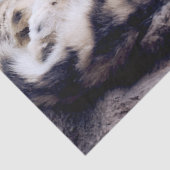 Stunning Snow Leopard Lying Down 薄葉紙 (詳細)