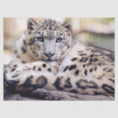 Stunning Snow Leopard Lying Down 薄葉紙 (正面)