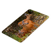 Stunning Trio of Blacktail Deer in the Forest マグネット (左側)