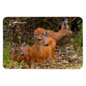 Stunning Trio of Blacktail Deer in the Forest マグネット (横)