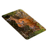 Stunning Trio of Blacktail Deer in the Forest マグネット (右側)