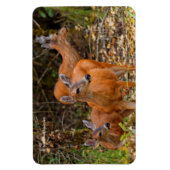 Stunning Trio of Blacktail Deer in the Forest マグネット (縦)
